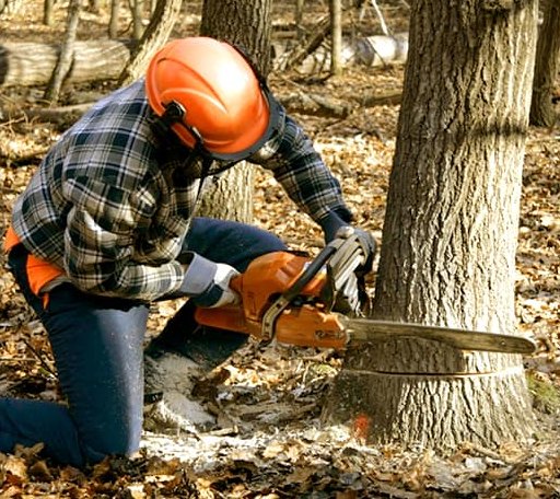 Tree Removal in Houghton Lake Heights, MI